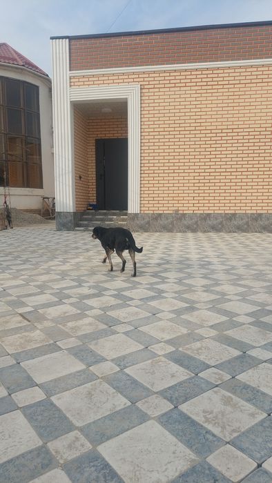 Собака (ит сатылады)