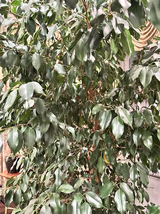 Фикус Бенджамин