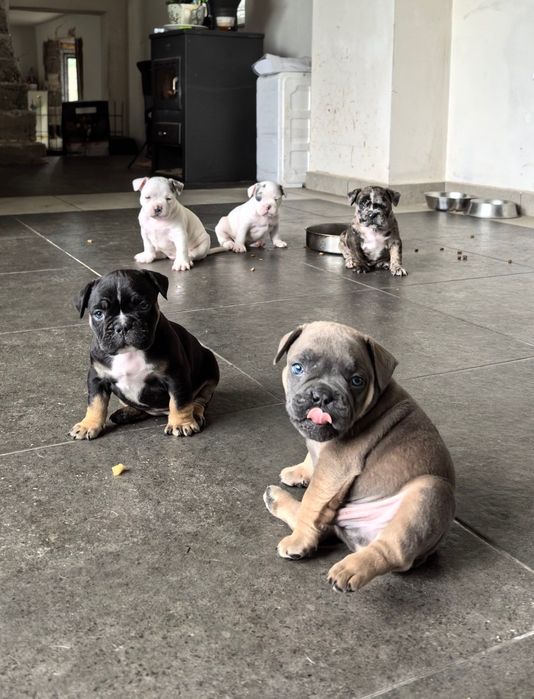 French Bully Кучета