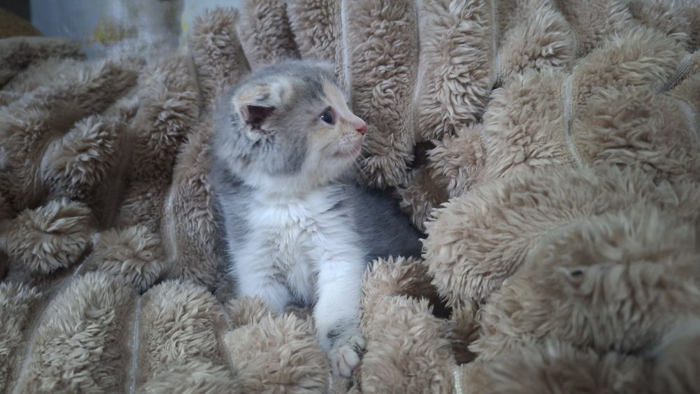Продаются котята скотиш фолд и скотиш страйт.