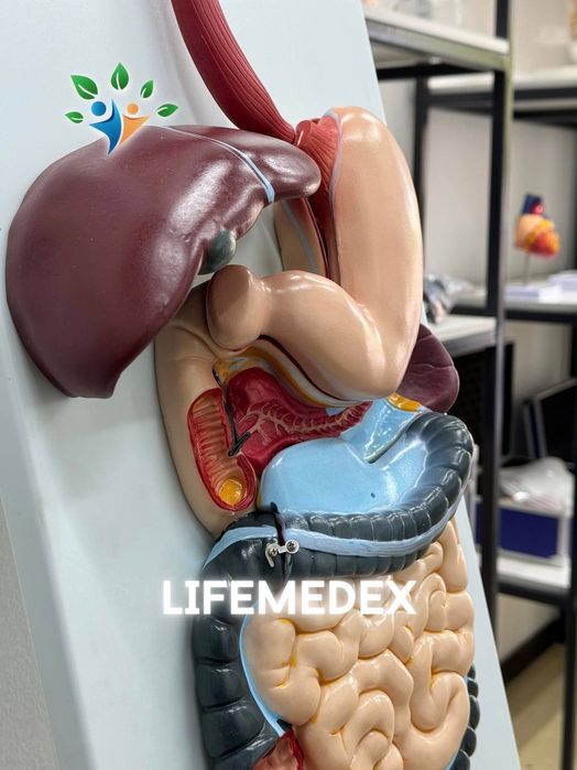 Муляж, Mulyaj, Анотамичискиe Муляжи