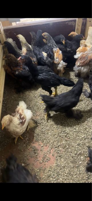 Брама жожалар сотилади хороз ва товуги аралаш