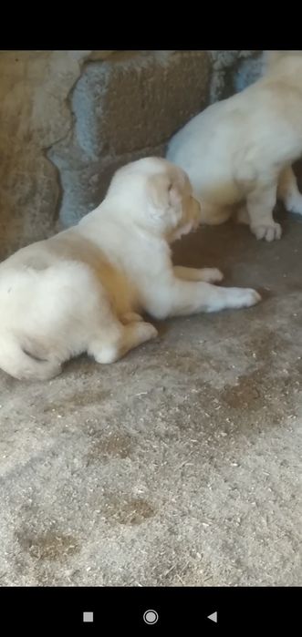 Шеночки алабаев чистокровные