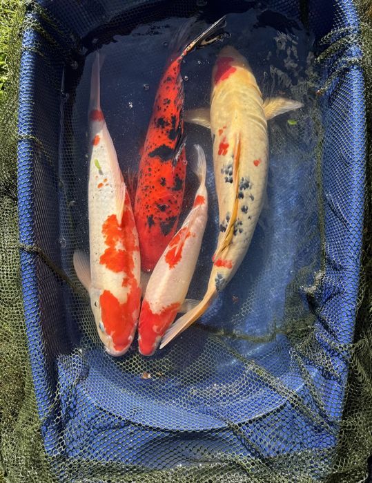 Crap Koi de vânzare
