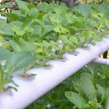 Хидропонна домашна система , аквапоника