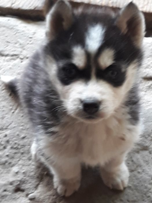 Husky Siberian rasa pura