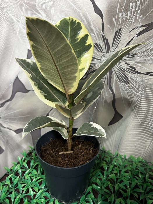 Комнатные  цветы на 8 марта