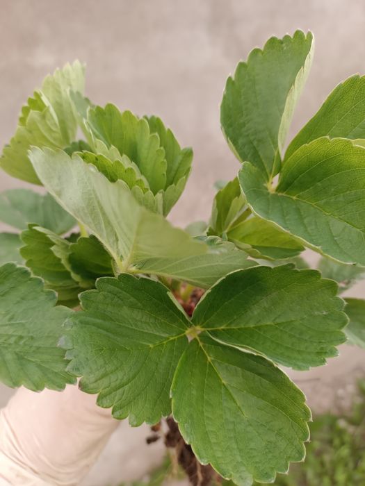 Продам рассаду клубники