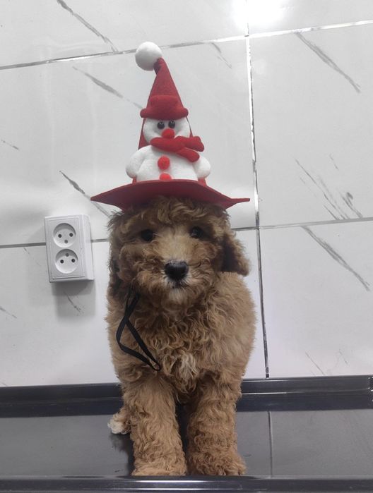 Девочка, той пудель