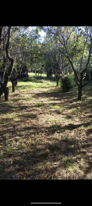 Casa Verbita+Livada de Pruni