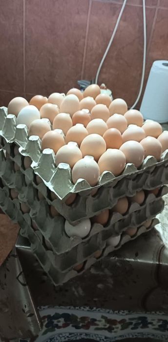 Oua incubat rasa Australorp de vânzare.