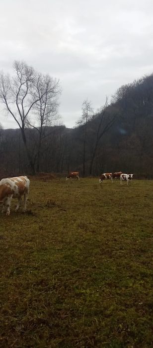 Vând vaci gestație si taur