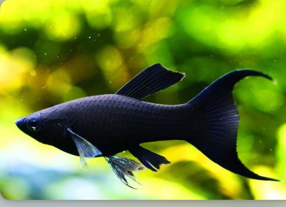 Продам рыбки мирные