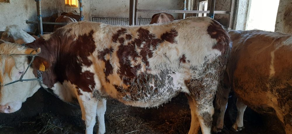 Vand vaca si juninca