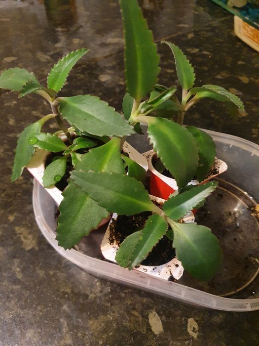 Коланхое лечебный цветок