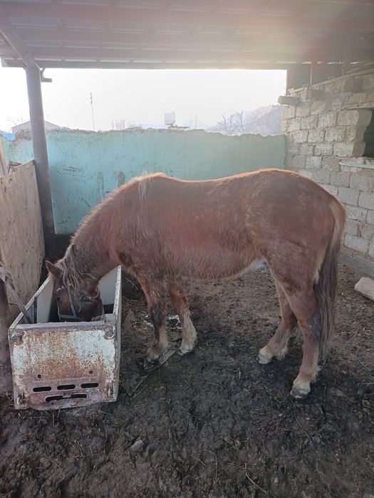 Құнан сатылады бағылған