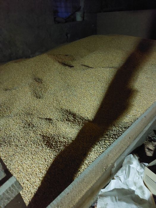 Porumb și grâu 2025