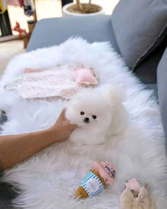 Pomeranian mini toy