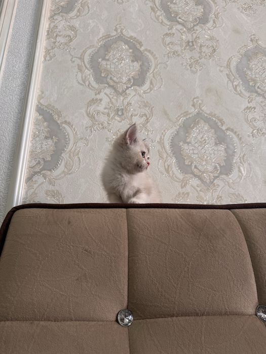 Шиншила девочка срочно продается