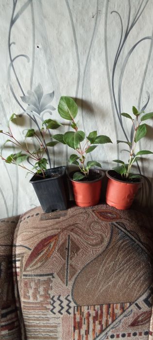 Продам комнатные цветы
