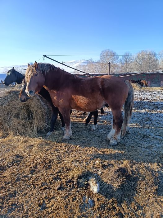 Продам советский тяжеловоз