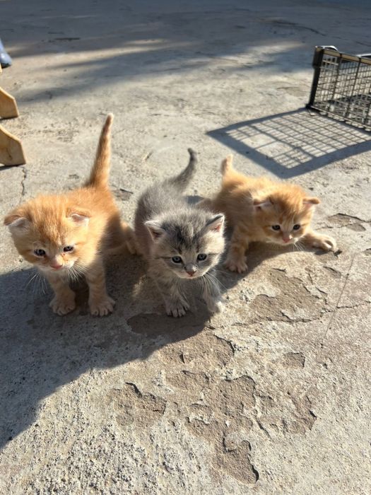Котята продадим в хорошие руки