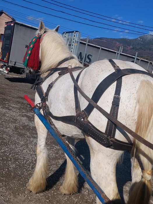 De vânzare iapa de 8 ani