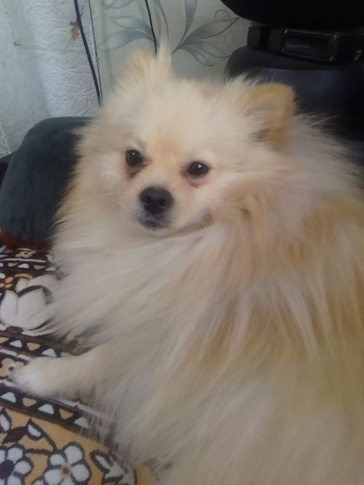 Мальчик померанский шпиц