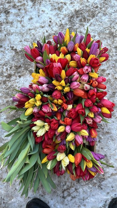 Голандские тюльпаны более 10 видов