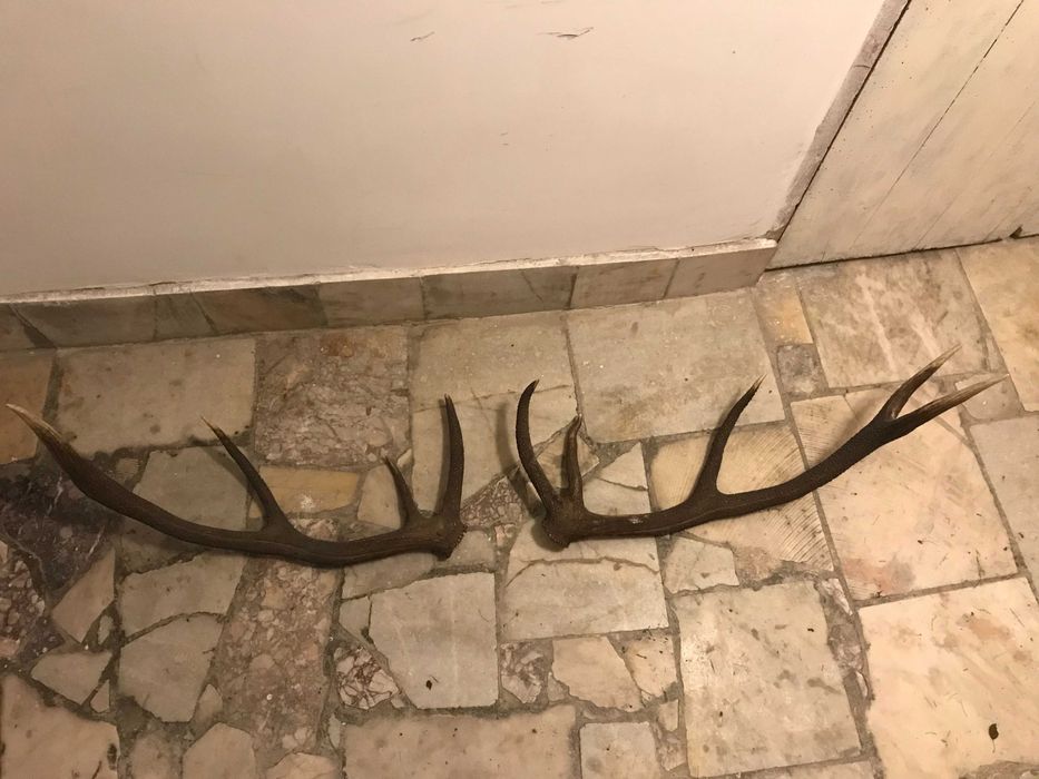 Еленски рога 90 см