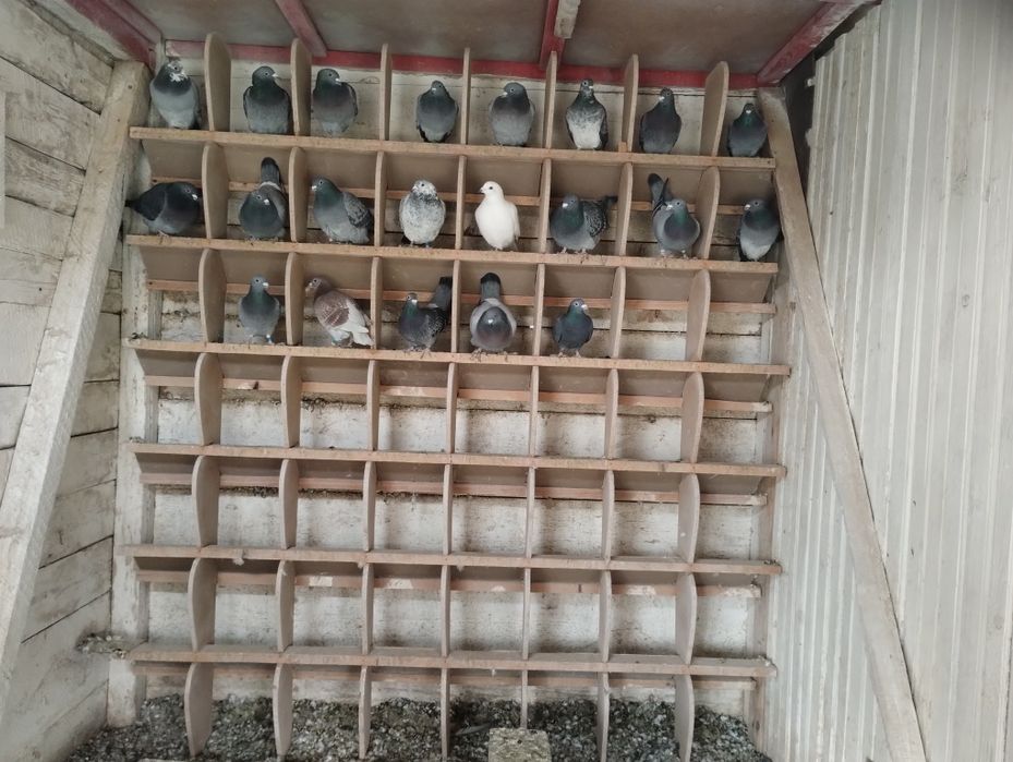 Porumbei voiajori de vanzare