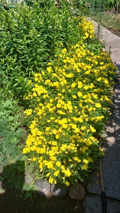 Продам дом по Алтынсарина.