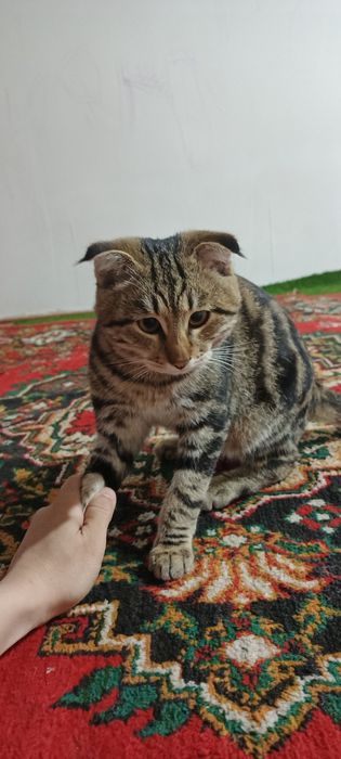 Мушук бенгальские угил бола 5ойлик