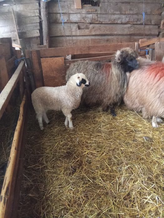 De vânzare 3 oi cu miei mări