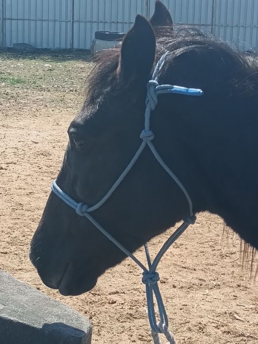 Жылқыға ноқта, Веревочный недоуздок