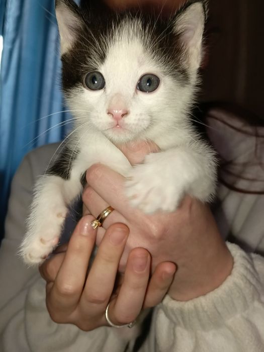 Отдам катят в добрые руки .