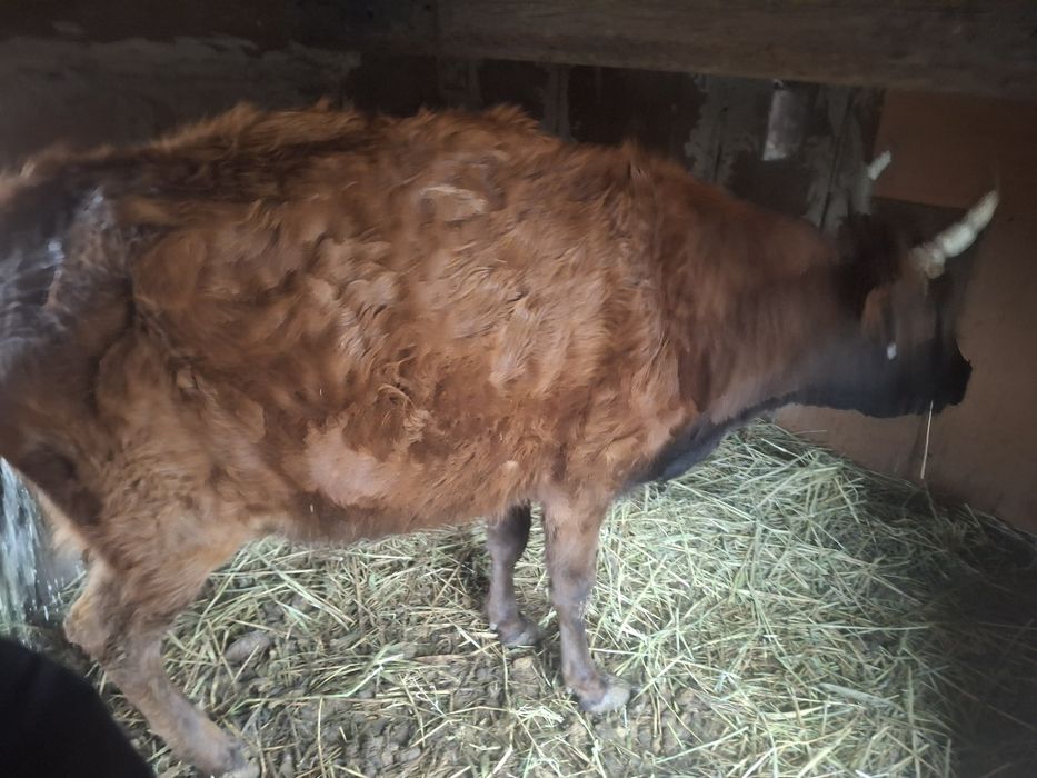 Семіз Жас сиыр 2 туган