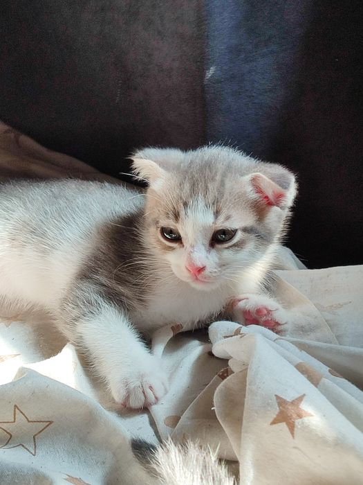 Отдам котят в хорошие руки