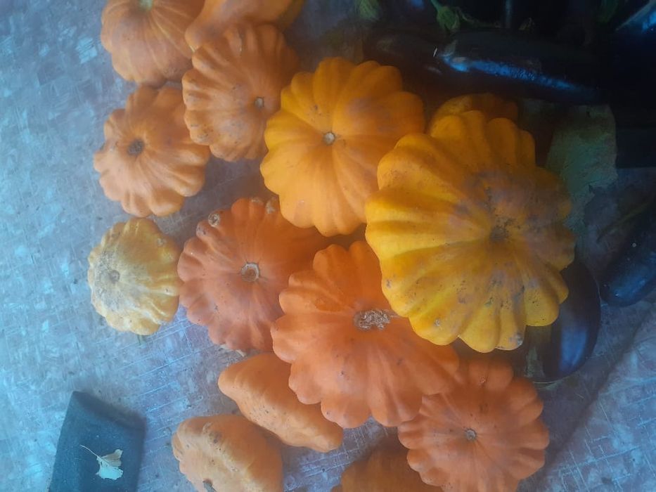 Патисоны свежие укроп