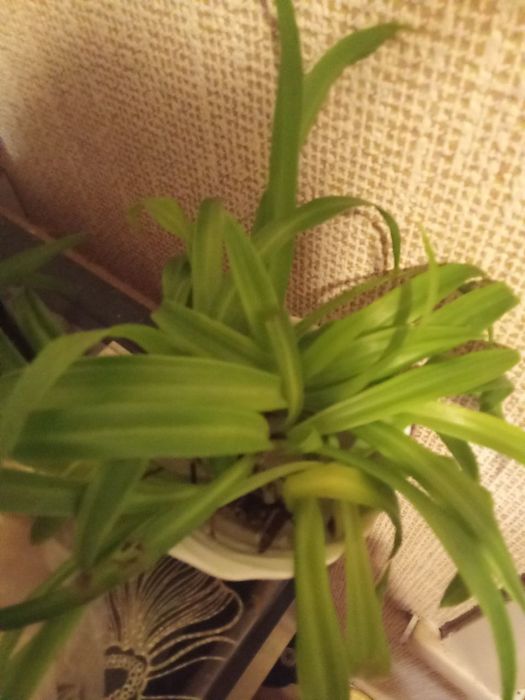 Ростки простого хлорофитума