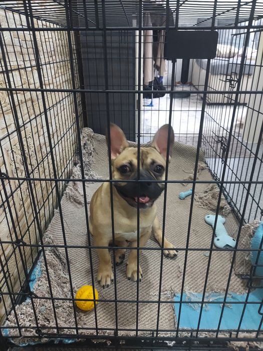 Французский бульдог (кабель]