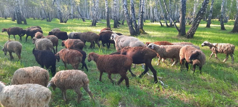 Продам баранов. Кой сатамын