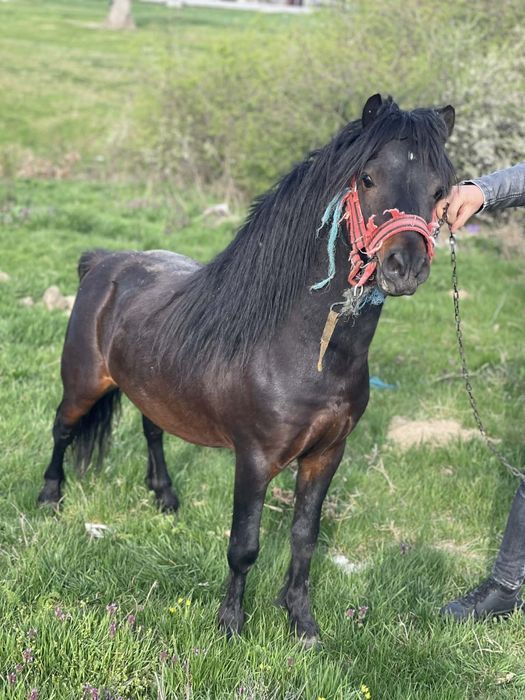 Vînd sau schimb armasar de monta