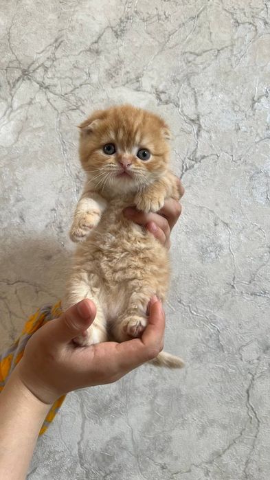Scottish fold&Scottish straight