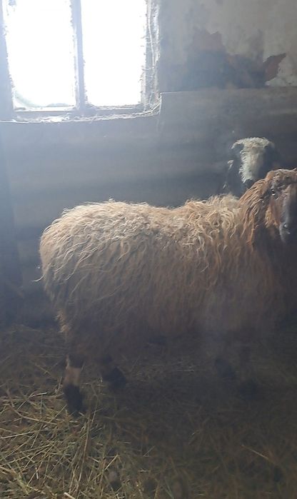 Продам 2 Овец на мясо