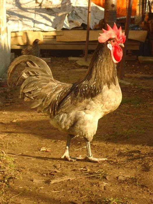 Продавам яйца от Брезе.