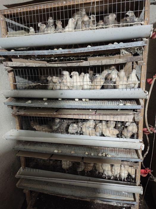 Клетка для перепелки