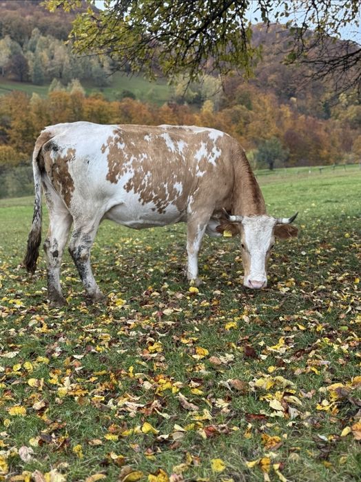 Vind vaca baltata romineasca