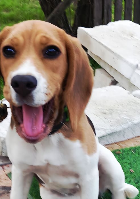 Cățelușa Deizy își caută o familie iubitoare!