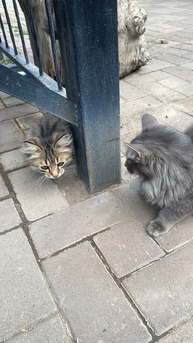 Срочно ищут дом котята